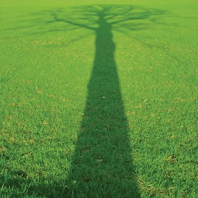 Long tree shadow cast upon beautiful fresh mowed grass yard