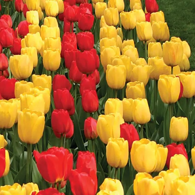 flowers in beautiful arrangement