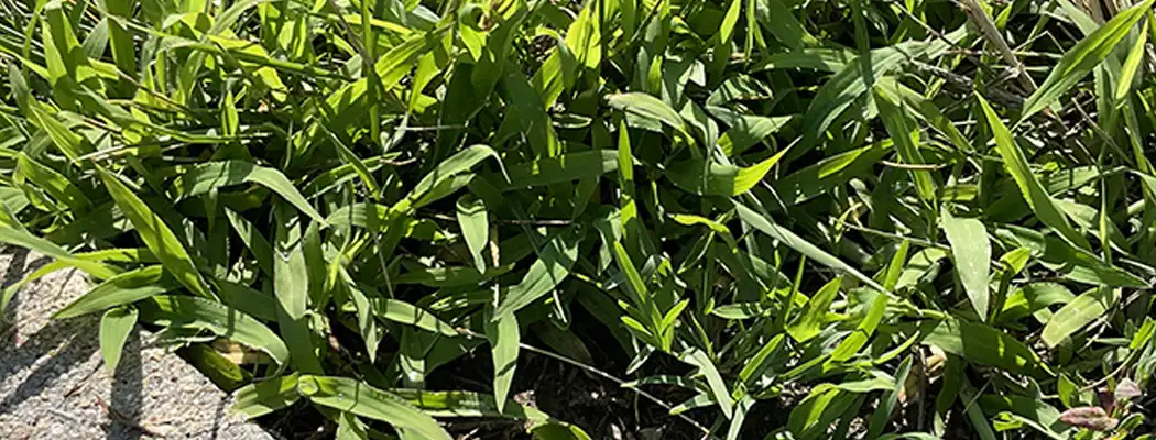nutsedge